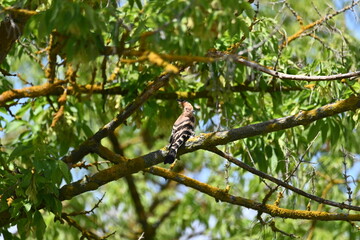 Wiedehopf - Bird - Wildlife