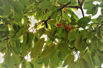 Kirschbaumäste im Frühling