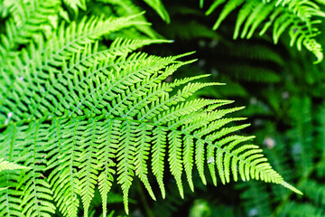 fern leaves on dark blurred background, nature concept. green fern leaves, ecology, fresh wallpaper.