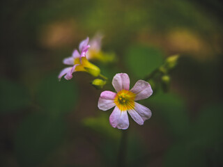 Close-up of purple flowering plant