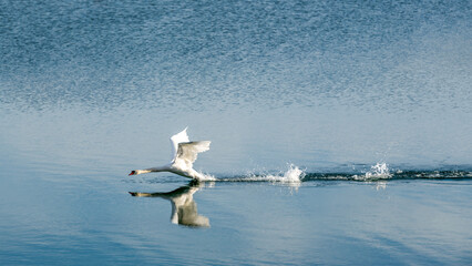 The swan takes off from the lake
