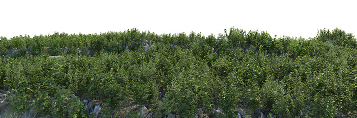 3d render grass hill with white background