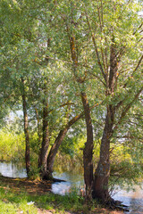 Weeping willow grows in the swamp in the green grass. Landscape