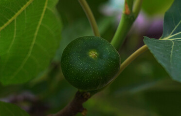 Green figs