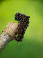 caterpillar on a leaf