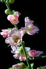 Pink mallow on black background