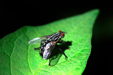 Naklejka premium Grey fly sitting on green leaf
