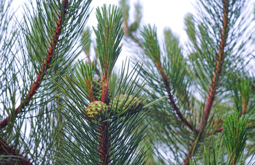 Fototapeta premium Green pine fruit