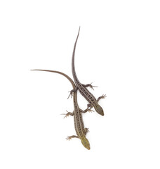 Two little brown lizards.