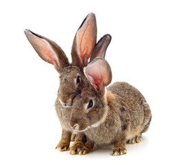 Two brown rabbits.