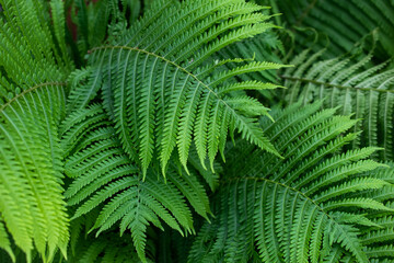 Fototapeta na wymiar fern leaves, background or texture