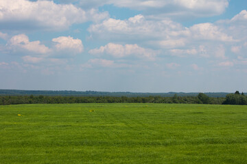 green field forest and sky. Summer nature, landscape