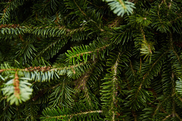 spruce branches texture. Fir background