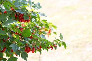 Branch of red currant with green leaves close-up.