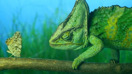 Close-up, elderly bright green chameleon is hunting on Spotted Butterfly. Veiled chameleon (Chamaeleo calyptratus) and Painted lady butterfly (Vanessa cardui)