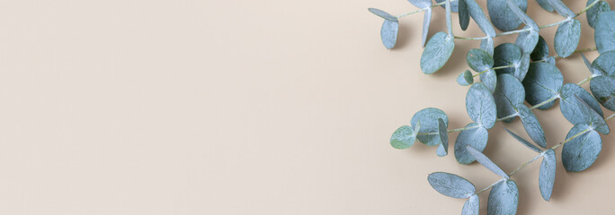Eucaliptus leaves on colored background. Copy space. Blue-Green leaves on branch for abstract natutal backdrop © Alina