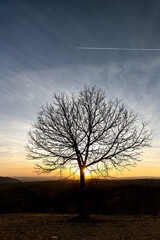 Tree without leaves known as chestnut trees, with sunset and airplane trail in the sky.