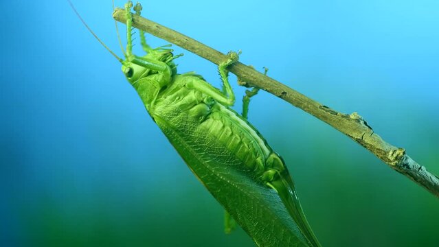 Close-up portrait of big green grasshopper sits on branch in the blue sky background. Great green bush-cricket (Tettigonia)