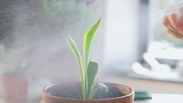 people, gardening and housework concept - hand with spray spraying zamioculcas flower at home