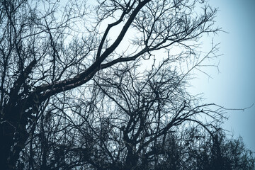 Arboles