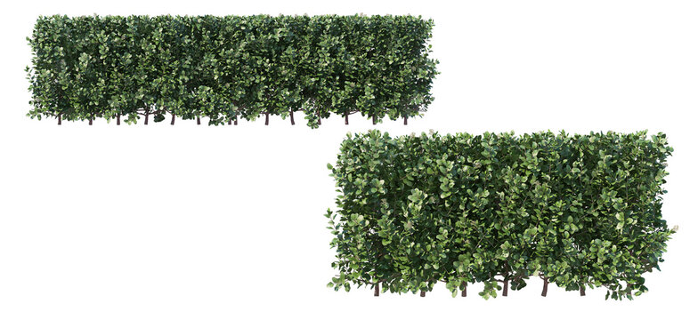 3d render trees and shrubs with white background