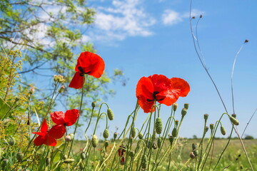 Scarlet steppe poppies on a blue sky background