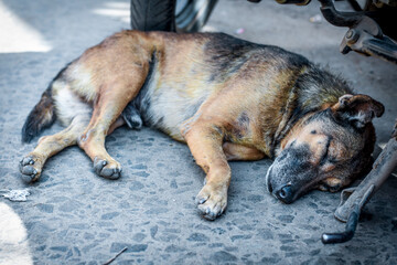 sleeping dog in the street 