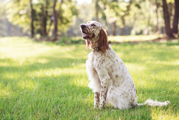 English setter dog at an outdoor meadow in the woods. dog at a park on a sunny day.  - obrazy, fototapety, plakaty