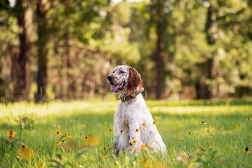 English setter dog at an outdoor meadow in the woods. dog at a park on a sunny day.  - obrazy, fototapety, plakaty