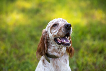English setter dog at an outdoor meadow in the woods. dog at a park on a sunny day. 
