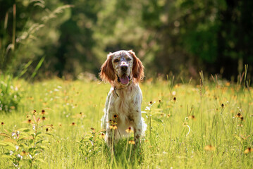 English setter dog at an outdoor meadow in the woods. dog at a park on a sunny day. 