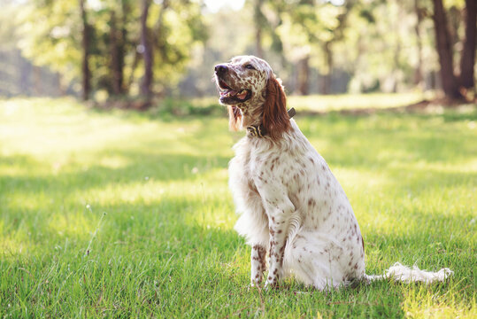English setter dog at an outdoor meadow in the woods. dog at a park on a sunny day. 