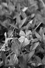 black and white flower