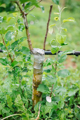 Cuttings when grafting an apple tree into a crevice with growing buds, young leaves. Close-up. The grafted plant grows and develops.
