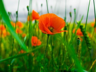 bright red poppy flower on the background of green grass in the field