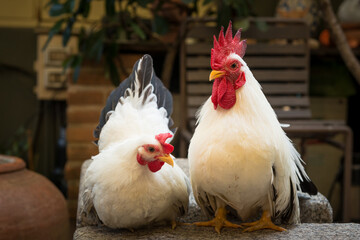 couple of white rooster Chicken