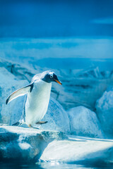 One gentoo penguin walking in snow with wings outstretched close-up © svetlanais