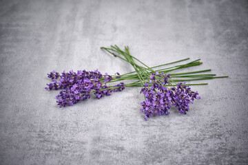 Lavender flowers on concrete gray background.