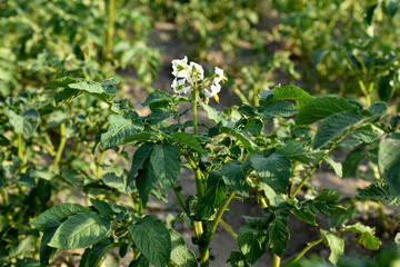 White flowers on green potato leaves