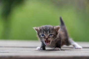 Fototapeta na wymiar Newborn gray kitten close up. Kitten at three weeks old of life
