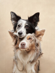 two dogs hugging. happy border collies on beige background. Love, relationship, funny 