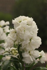 white flowers growing in the garden 