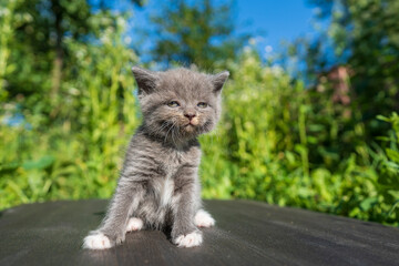 Naklejka na ściany i meble Newborn gray kitten close up. Kitten at one month old of life on nature, outdoors