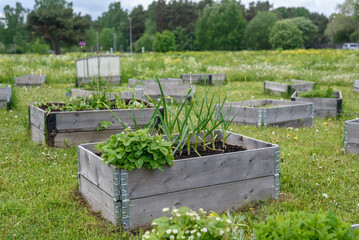 Wooden raised beds with plants in communal garden in Tallinn, Estonia at start of summer