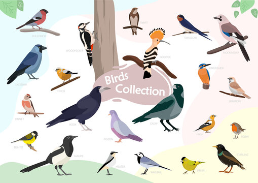 Birds collection