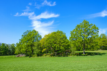 Tree grove on a green field