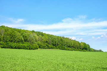 Field at the forest edge at a hillside
