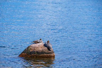 Resting females merganser birds on a rock in a lake