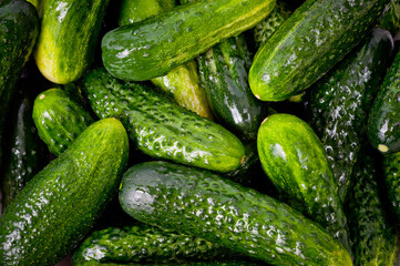 Fresh juicy clean cucumbers lying tightly next to each other. Preparing for conservation and salting.