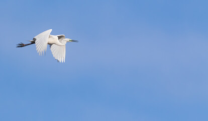 Great egret, Ardea alba. A bird flies against a blue sky